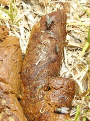 Cestoda