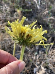 Berkheya radula