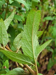 Eupatorium formosanum