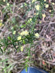 Acacia brownii