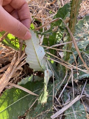 Berkheya radula