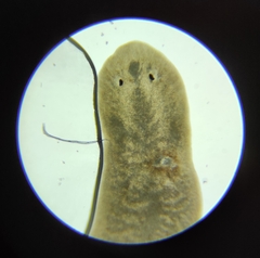 Planariidae