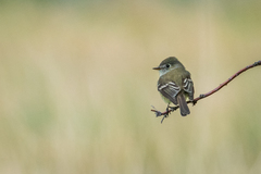 Empidonax occidentalis