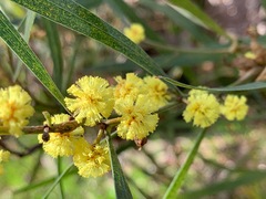 Acacia stricta