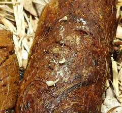 Cestoda