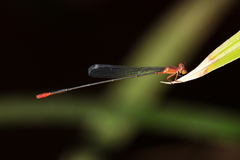 Teinobasis rufithorax