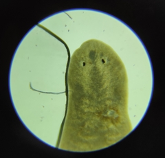 Planariidae