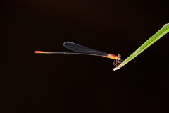 Teinobasis rufithorax