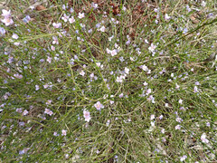 Cyanothamnus coerulescens