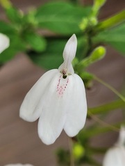 Rhinacanthus nasutus