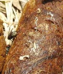 Cestoda