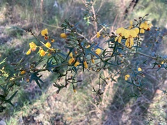 Podolobium ilicifolium