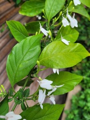 Rhinacanthus nasutus