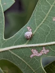 Acraspis quercushirta