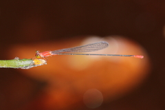 Teinobasis rufithorax