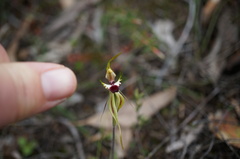 Caladenia parva