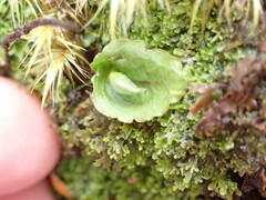 Corybas oblongus