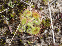 Drosera glanduligera