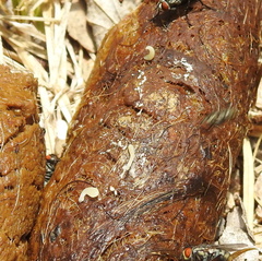 Cestoda
