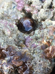 Monetaria caputserpentis