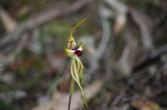 Caladenia parva