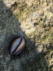 Monetaria caputserpentis