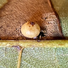 Caryomyia caryae