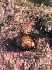 Monetaria caputserpentis