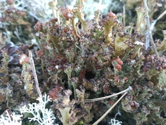 Cladonia gracilis