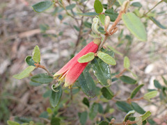 Correa reflexa