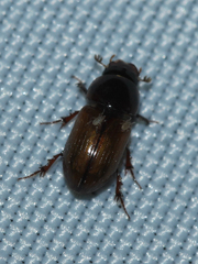 Aphodiinae