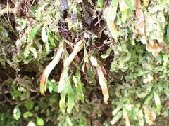 Notogrammitis ciliata