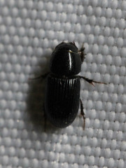 Aphodiinae