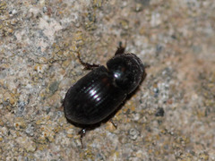 Aphodiinae
