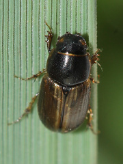 Melinopterus