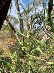 Acacia stricta