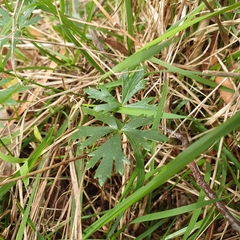 Ranunculus lappaceus