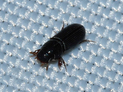 Aphodiinae