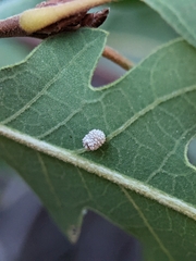 Acraspis quercushirta