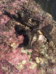 Haliclona cymaeformis