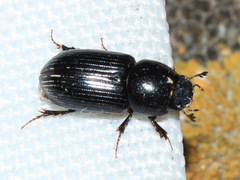 Aphodiinae