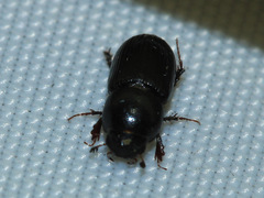 Aphodiinae