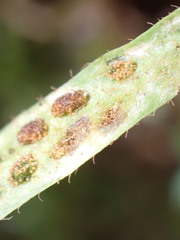 Notogrammitis ciliata