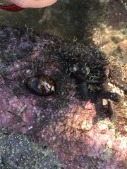 Haliclona cymaeformis