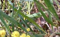 Acacia stricta