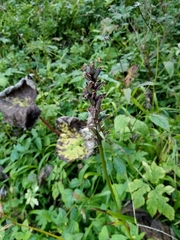 Dactylorhiza maculata