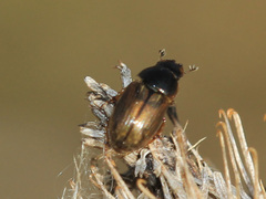 Melinopterus