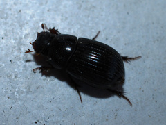 Aphodiinae