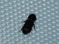 Aphodiinae