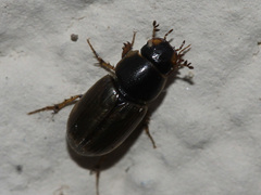 Aphodiinae